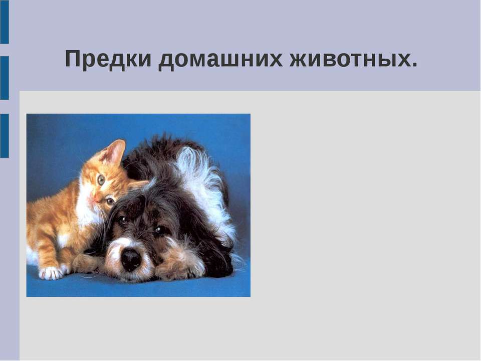 Предки домашних животных - Скачать презентации бесплатно ☑ Презентации по предметам на gdz-books.ru