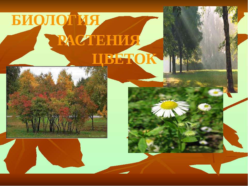 Биология. Растения. Цветок - Скачать презентации бесплатно ☑ Презентации по предметам на gdz-books.ru