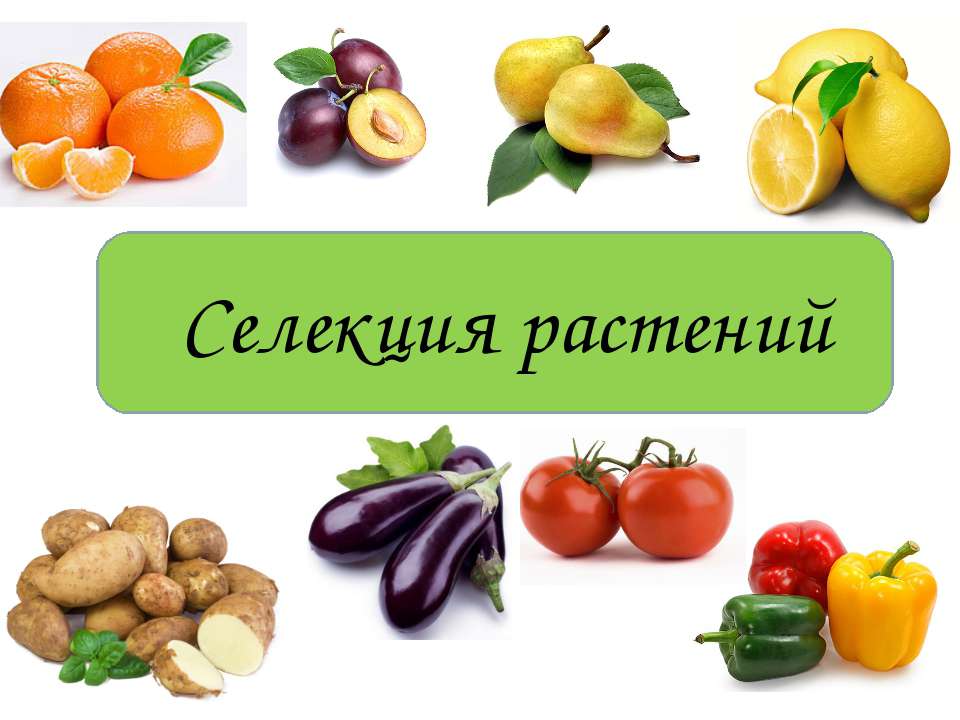 Селекция растений  - Скачать презентации бесплатно | Читать или скачать учебники для школы онлайн бесплатно ☑ Школьные учебники school-textbook.com