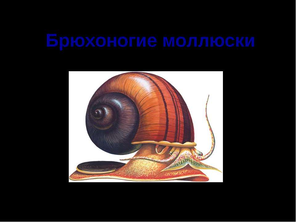 Брюхоногие моллюски  - Скачать презентации бесплатно | Читать или скачать учебники для школы онлайн бесплатно ☑ Школьные учебники school-textbook.com