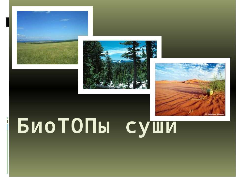 Биотопы суши - Скачать презентации бесплатно ☑ Презентации по предметам на gdz-books.ru