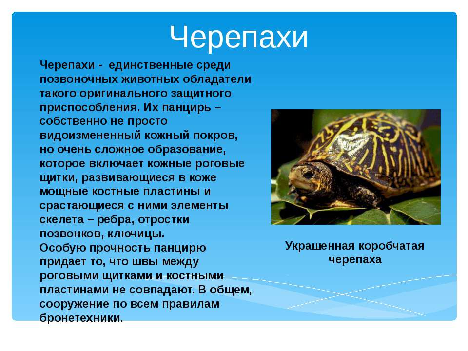 Черепахи - Скачать презентации бесплатно ☑ Презентации по предметам на gdz-books.ru