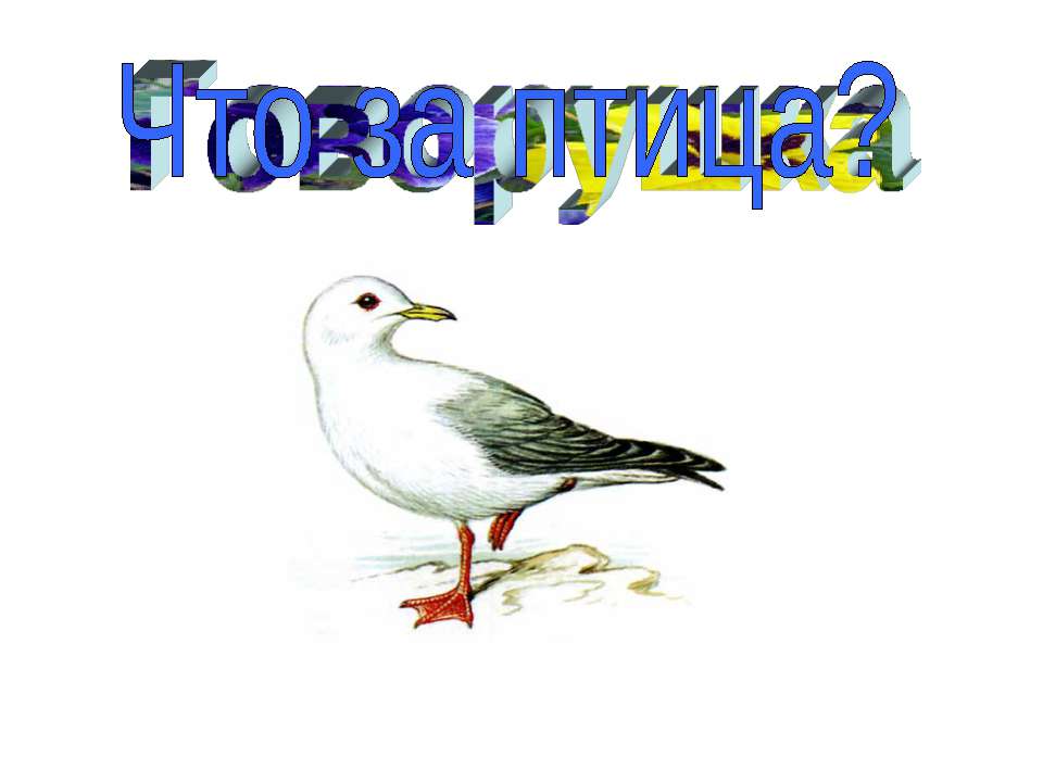 Что за птица?  - Скачать презентации бесплатно | Читать или скачать учебники для школы онлайн бесплатно ☑ Школьные учебники school-textbook.com