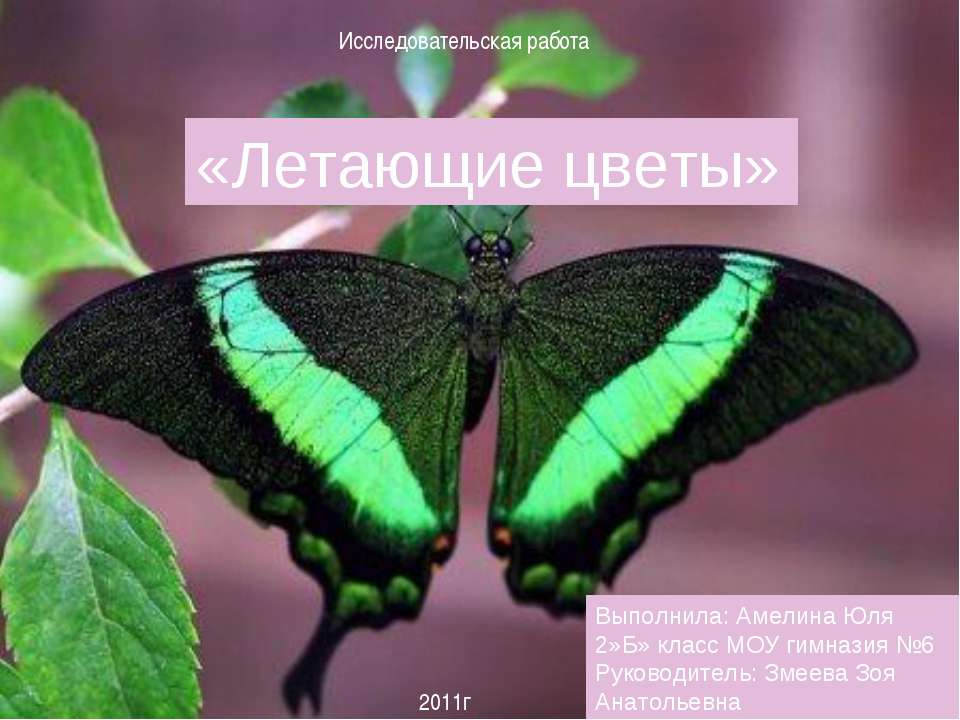 Летающие цветы  - Скачать презентации бесплатно | Читать или скачать учебники для школы онлайн бесплатно ☑ Школьные учебники school-textbook.com