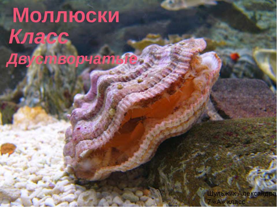 Двустворчатые моллюски - Скачать презентации бесплатно ☑ Презентации по предметам на gdz-books.ru