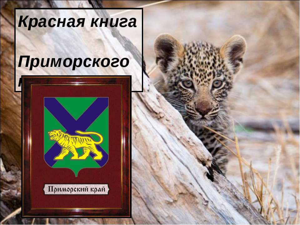 Красная книга Приморского края - Скачать презентации бесплатно ☑ Презентации по предметам на gdz-books.ru