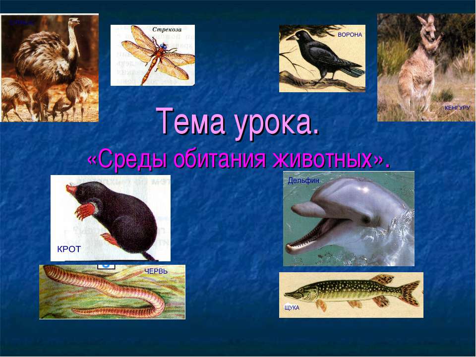 Среды обитания животных - Скачать презентации бесплатно | Читать или скачать учебники для школы онлайн бесплатно ☑ Школьные учебники school-textbook.com