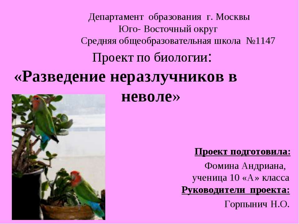Разведение неразлучников в неволе - Скачать презентации бесплатно ☑ Презентации по предметам на gdz-books.ru