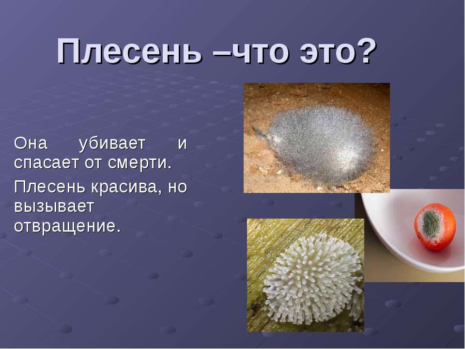 плесень - Скачать презентации бесплатно ☑ Презентации по предметам на gdz-books.ru