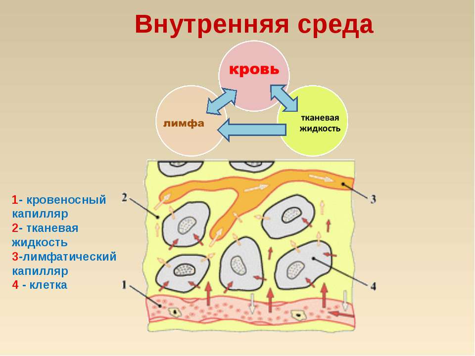Кровь: состав и значение  - Скачать презентации бесплатно | Читать или скачать учебники для школы онлайн бесплатно ☑ Школьные учебники school-textbook.com