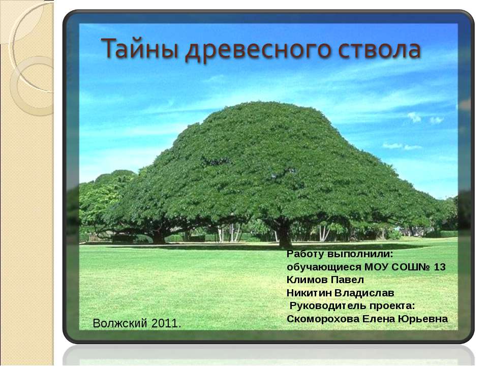 Тайны древесного ствола - Скачать презентации бесплатно ☑ Презентации по предметам на gdz-books.ru