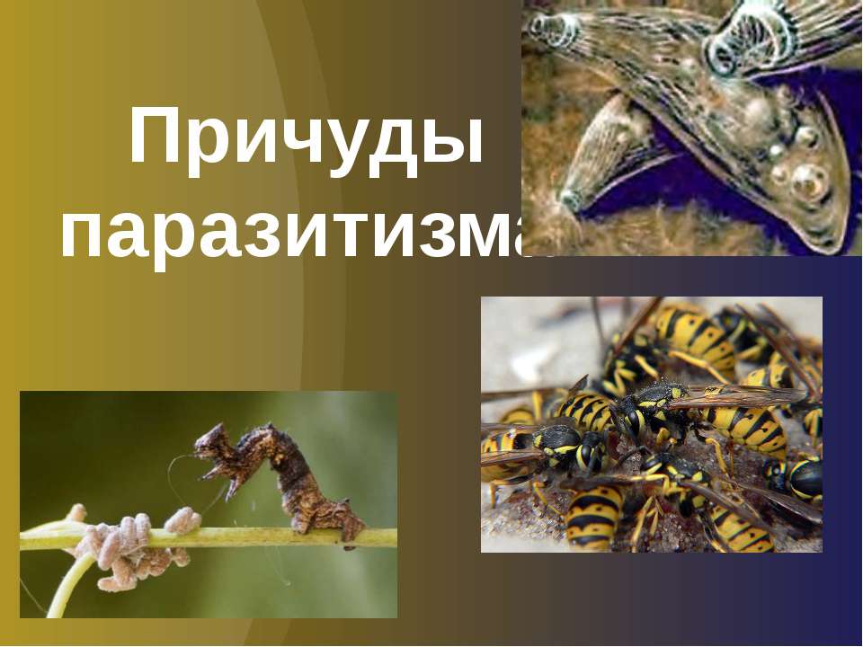 Причуды паразитизма - Скачать презентации бесплатно ☑ Презентации по предметам на gdz-books.ru