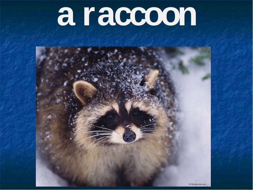 A raccoon - Скачать презентации бесплатно ☑ Презентации по предметам на gdz-books.ru