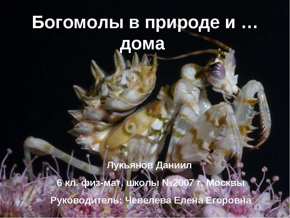 Богомолы в природе и дома - Скачать презентации бесплатно ☑ Презентации по предметам на gdz-books.ru