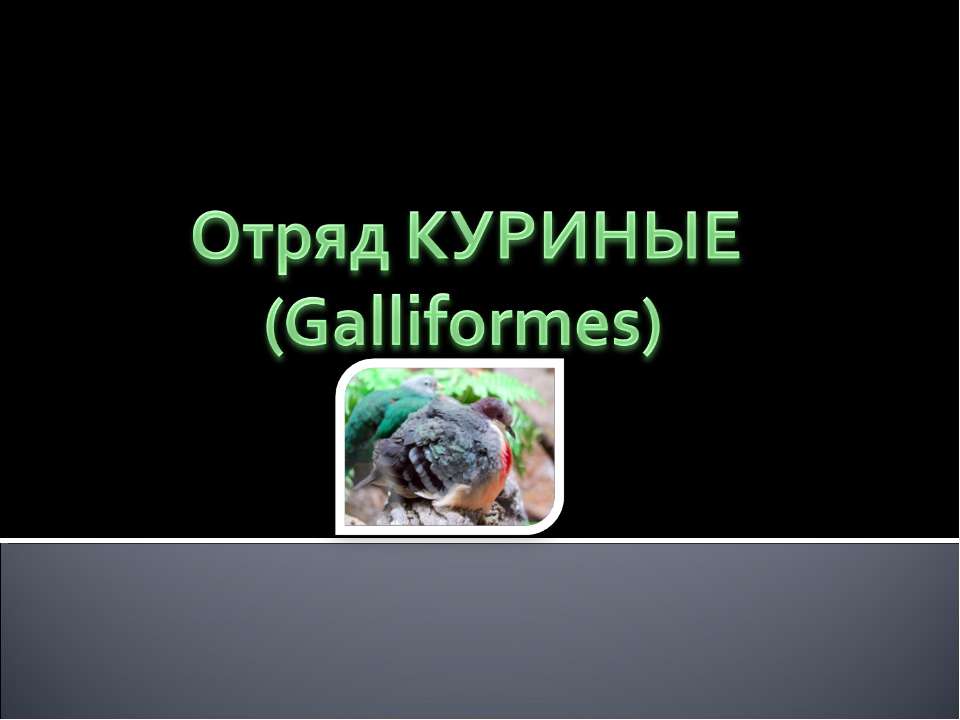 Отряд Куриные (Galliformes) - Скачать презентации бесплатно ☑ Презентации по предметам на gdz-books.ru