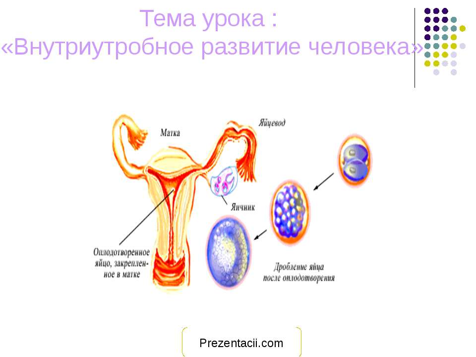 Внутриутробное развитие человека - Скачать презентации бесплатно ☑ Презентации по предметам на gdz-books.ru