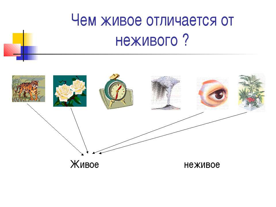 Чем живое отличается от неживого ?  - Скачать презентации бесплатно | Читать или скачать учебники для школы онлайн бесплатно ☑ Школьные учебники school-textbook.com