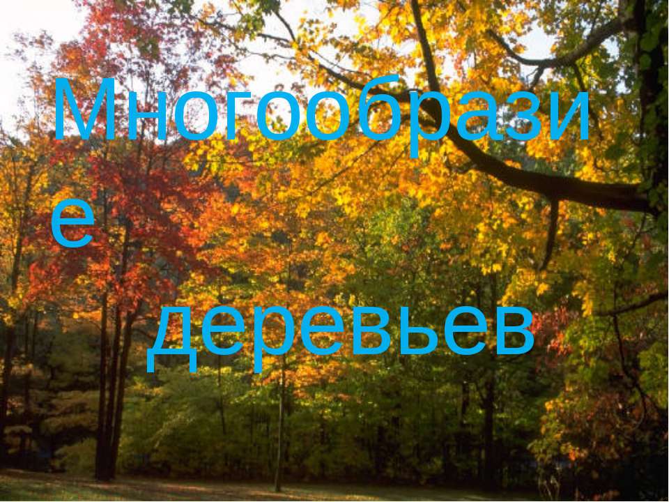 Многообразие деревьев  - Скачать презентации бесплатно | Читать или скачать учебники для школы онлайн бесплатно ☑ Школьные учебники school-textbook.com