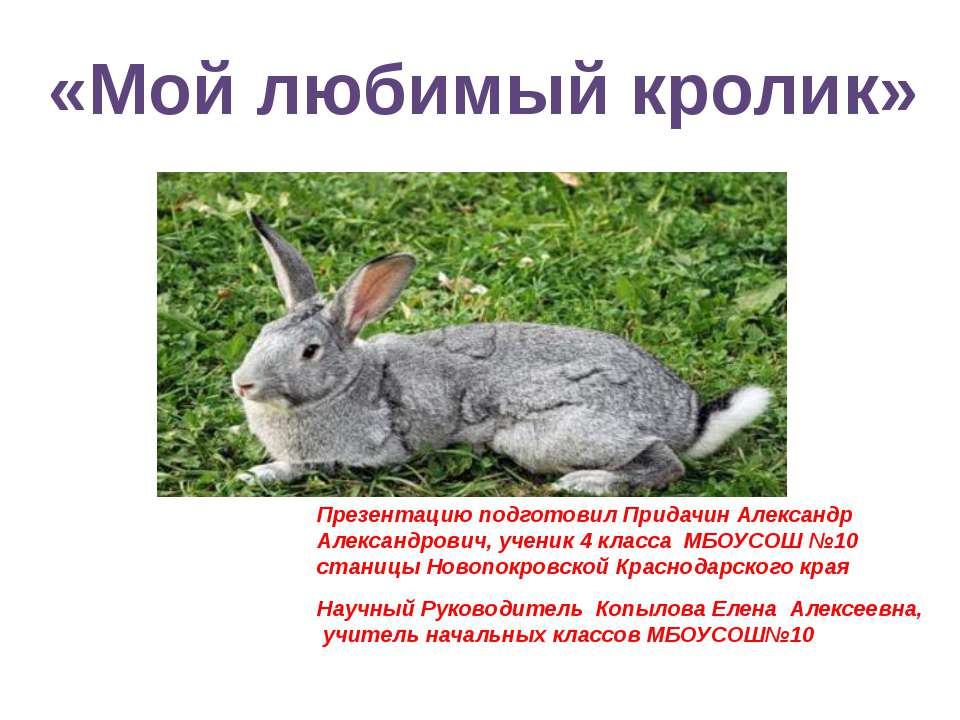 Мой любимый кролик  - Скачать презентации бесплатно | Читать или скачать учебники для школы онлайн бесплатно ☑ Школьные учебники school-textbook.com