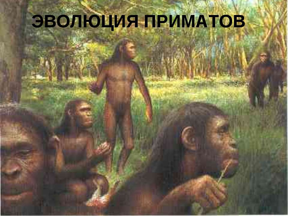 Эволюция приматов 11 класс  - Скачать презентации бесплатно | Читать или скачать учебники для школы онлайн бесплатно ☑ Школьные учебники school-textbook.com