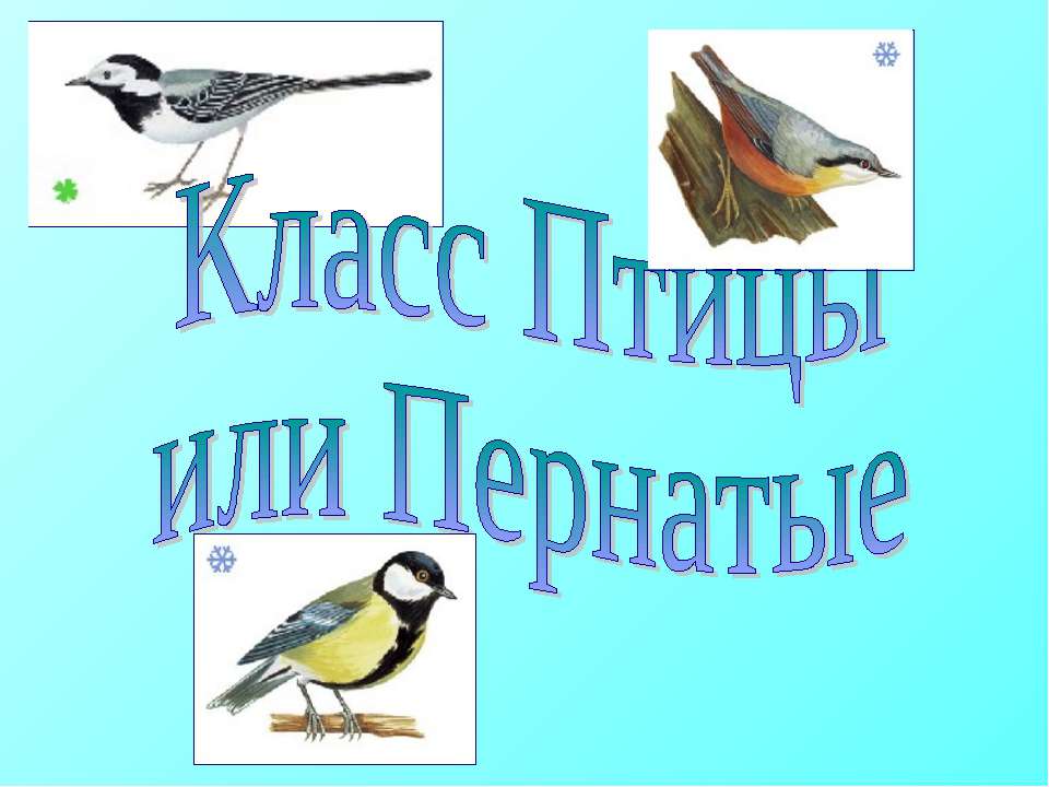 Класс Птицы или Пернатые  - Скачать презентации бесплатно | Читать или скачать учебники для школы онлайн бесплатно ☑ Школьные учебники school-textbook.com