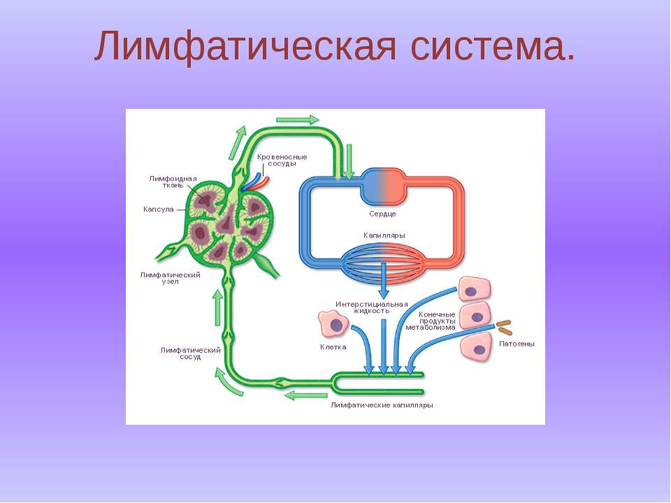 Лимфатическая система - Скачать презентации бесплатно ☑ Презентации по предметам на gdz-books.ru