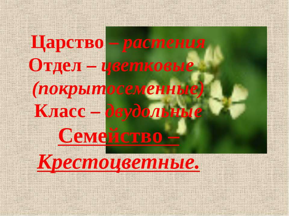 Царство – растения Отдел – цветковые (покрытосеменные) Класс – двудольные Семейство – Крестоцветные  - Скачать презентации бесплатно | Читать или скачать учебники для школы онлайн бесплатно ☑ Школьные учебники school-textbook.com