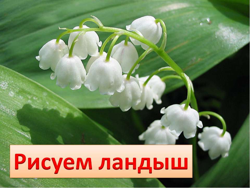 Рисуем ландыш - Скачать презентации бесплатно ☑ Презентации по предметам на gdz-books.ru