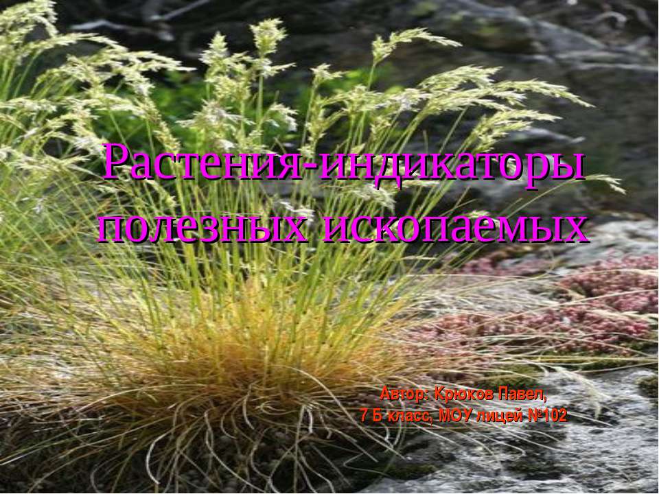 Растения-индикаторы полезных ископаемых - Скачать презентации бесплатно ☑ Презентации по предметам на gdz-books.ru