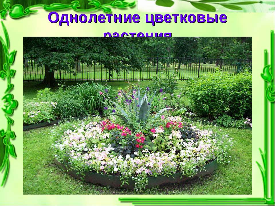 Однолетние цветковые растения  - Скачать презентации бесплатно | Читать или скачать учебники для школы онлайн бесплатно ☑ Школьные учебники school-textbook.com