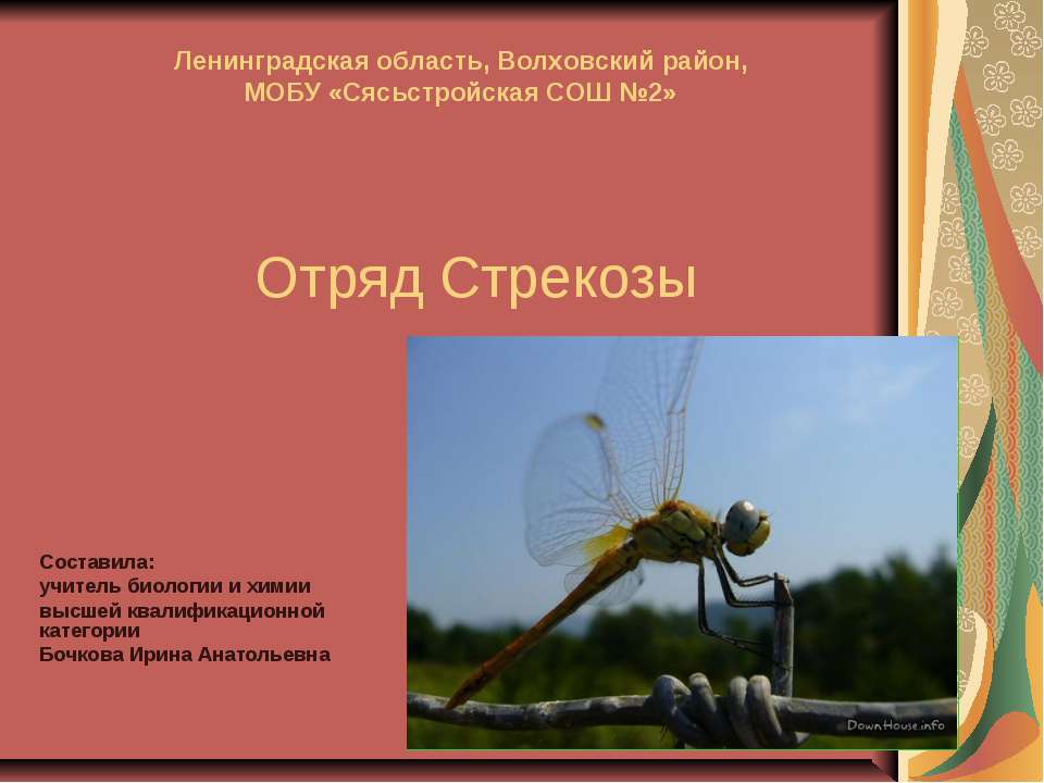 Отряд Стрекозы  - Скачать презентации бесплатно | Читать или скачать учебники для школы онлайн бесплатно ☑ Школьные учебники school-textbook.com