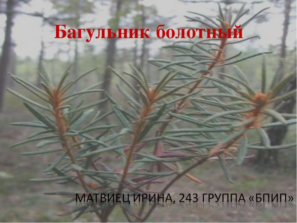 Багульник болотный  - Скачать презентации бесплатно | Читать или скачать учебники для школы онлайн бесплатно ☑ Школьные учебники school-textbook.com