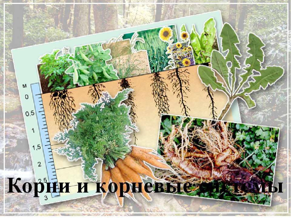Корни и корневые системы - Скачать презентации бесплатно ☑ Презентации по предметам на gdz-books.ru