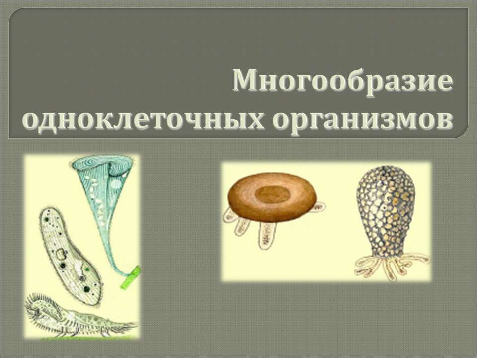 Многообразие одноклеточных организмов - Скачать презентации бесплатно ☑ Презентации по предметам на gdz-books.ru