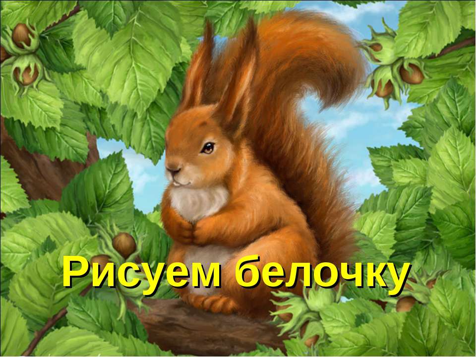 Рисуем белочку  - Скачать презентации бесплатно | Читать или скачать учебники для школы онлайн бесплатно ☑ Школьные учебники school-textbook.com