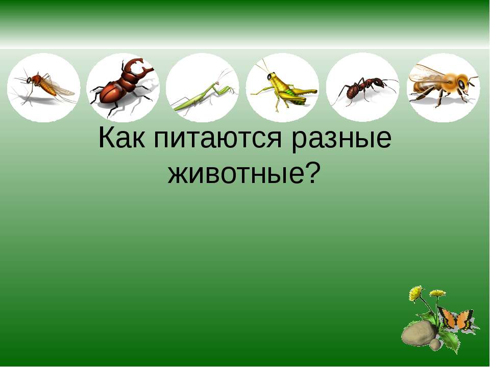 Как питаются разные животные? - Скачать презентации бесплатно ☑ Презентации по предметам на gdz-books.ru