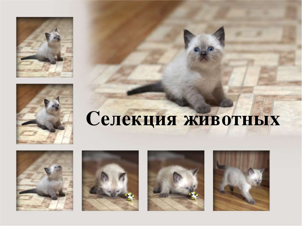 Селекция животных - Скачать презентации бесплатно ☑ Презентации по предметам на gdz-books.ru