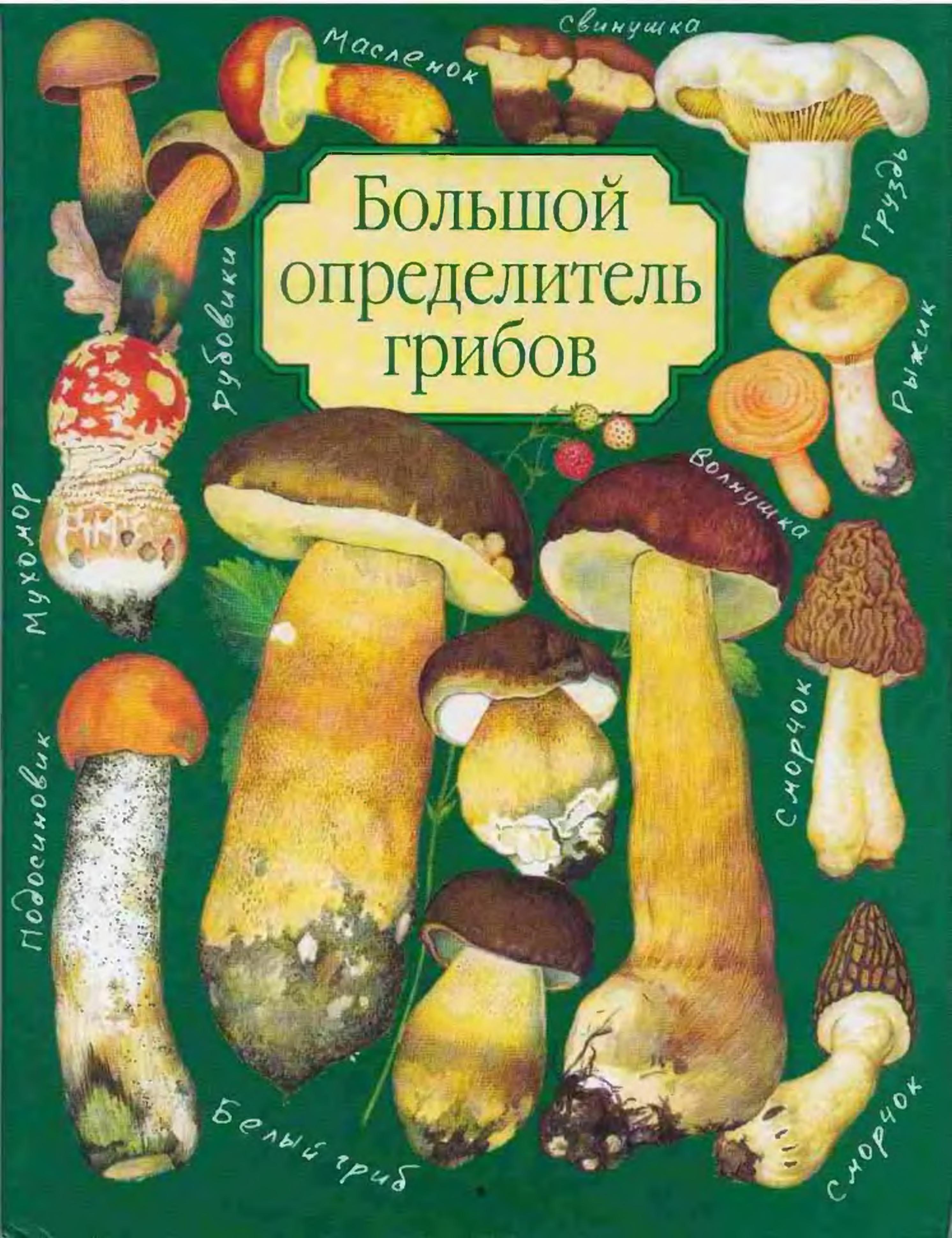 Большой определитель грибов. Юдин А.В. - Читать или скачать учебники для школы онлайн бесплатно | Школьные учебники ┃ Учебники для студентов на gdz-books.ru