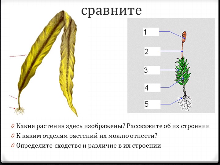 Презентация по теме общая характеристика папоротникообразных 7 класс  - Скачать презентации бесплатно | Читать или скачать учебники для школы онлайн бесплатно ☑ Школьные учебники school-textbook.com