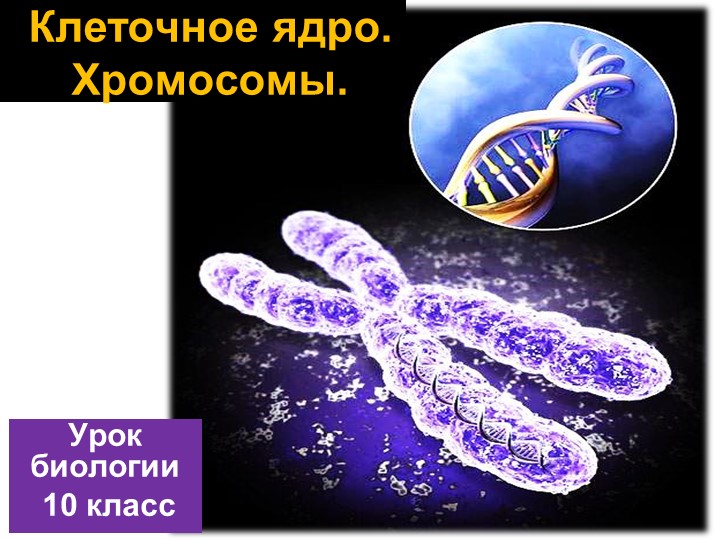 Презентация по теме ядро 10 класс  - Скачать презентации бесплатно | Читать или скачать учебники для школы онлайн бесплатно ☑ Школьные учебники school-textbook.com