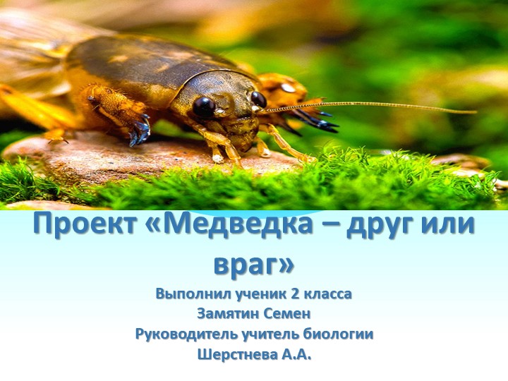 Презентация к проекту "Медведка - друг или враг" - Скачать презентации бесплатно ☑ Презентации по предметам на gdz-books.ru