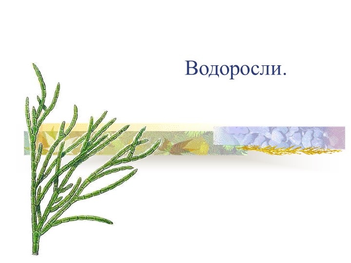 Презеньация по биологии на тему "Водоросли. Особенности строения, жизнедеятельности"  - Скачать презентации бесплатно | Читать или скачать учебники для школы онлайн бесплатно ☑ Школьные учебники school-textbook.com
