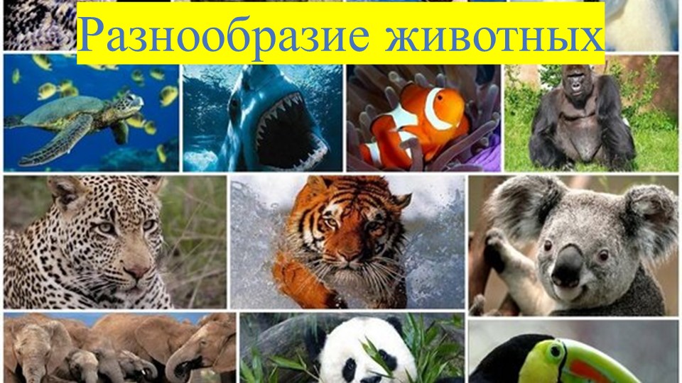 Презентация по окружающему миру на тему "Разнообразие животных" (3 класс) - Скачать презентации бесплатно | Читать или скачать учебники для школы онлайн бесплатно ☑ Школьные учебники school-textbook.com