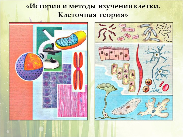 Презентация по биологии на тему "Клеточная теория" (9класс) - Скачать презентации бесплатно | Читать или скачать учебники для школы онлайн бесплатно ☑ Школьные учебники school-textbook.com