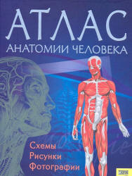 Атлас анатомии человека - Пер. Севастьяновой И.  - Скачать презентации бесплатно | Читать или скачать учебники для школы онлайн бесплатно ☑ Школьные учебники school-textbook.com